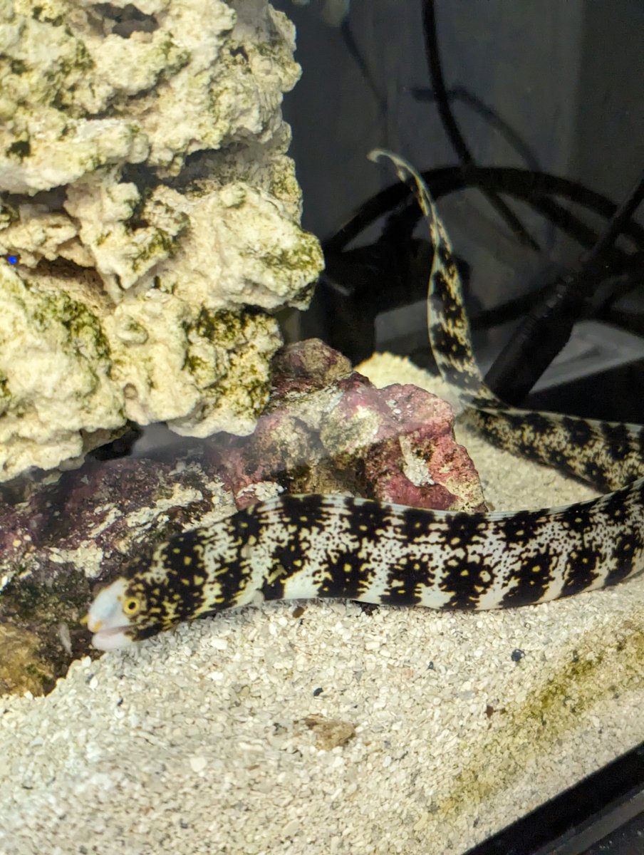 New Snowflake Eel "Parent" | Reef2Reef