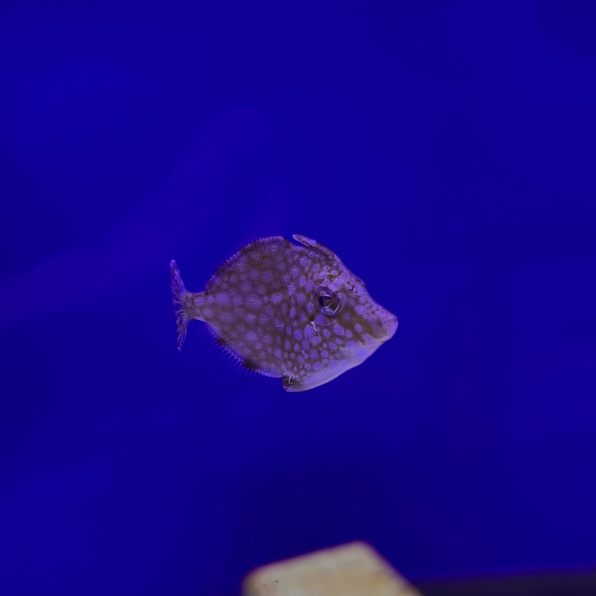 Tank birthday, 47+ years | Page 457 | Reef2Reef