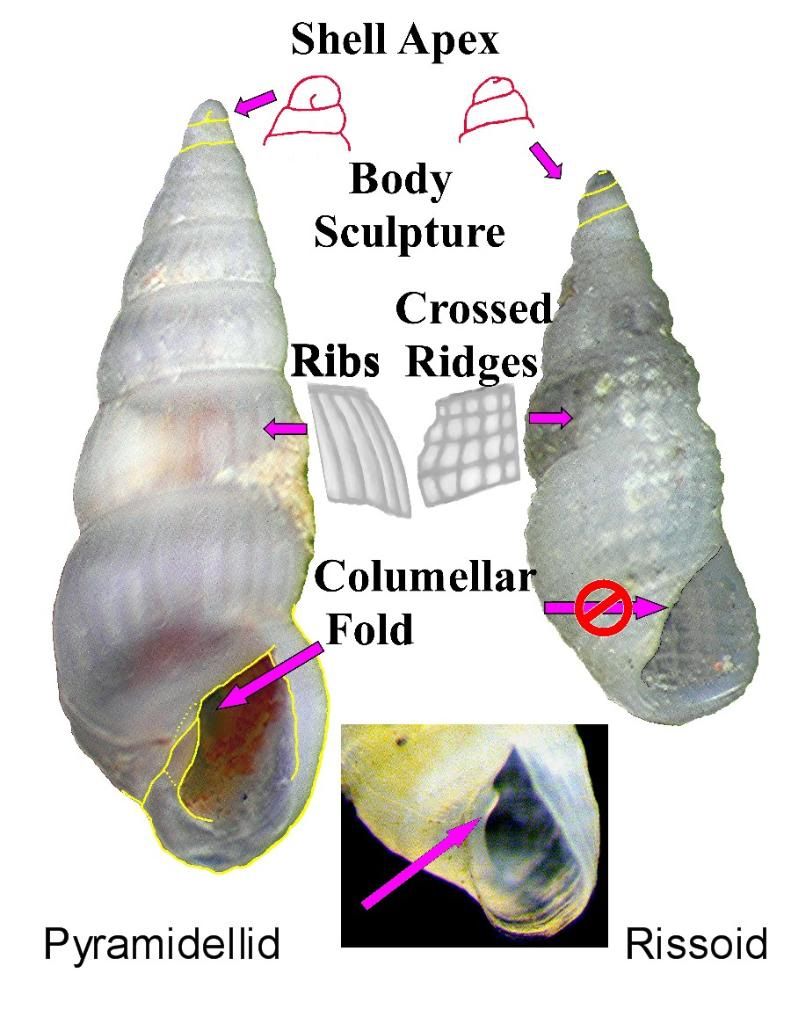 Micro-snail | Reef2Reef