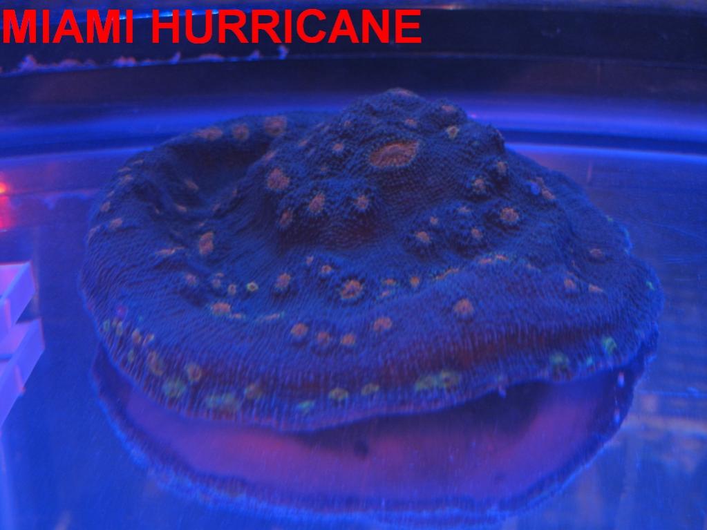 QT02.jpg