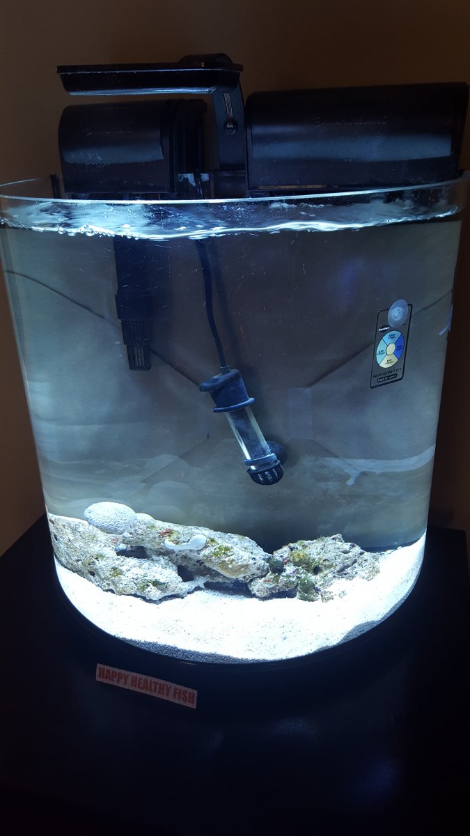 QT_Goby.jpg