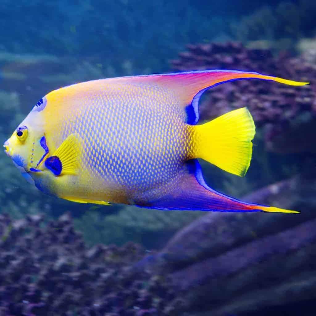 queen-angelfish.jpg
