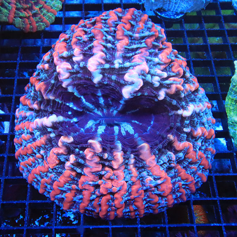 r-corals-005.jpeg