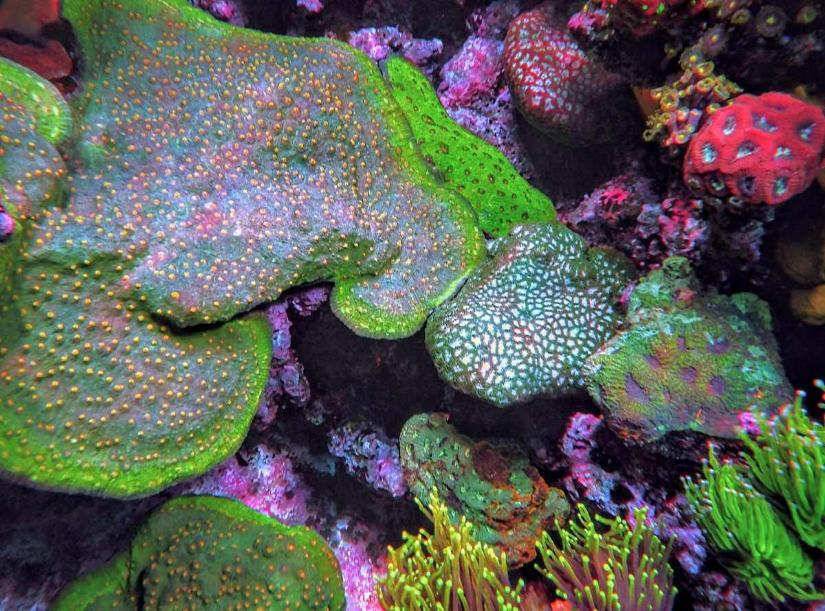 Real Reef Live Rock - Pacific East Aquaculture