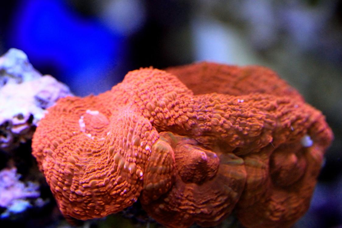 r2r acan.jpg