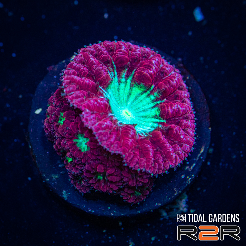 Tidal Gardens Coral Extravaganza | REEF2REEF Saltwater and Reef ...