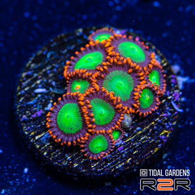 r2r-nine-h2-sml.jpg