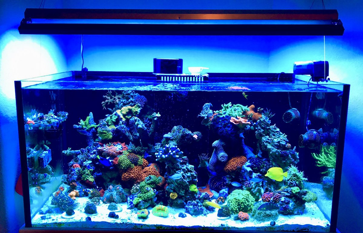 Beginner Topic - What Equipment Do You Need to Start a Reef Aquarium?