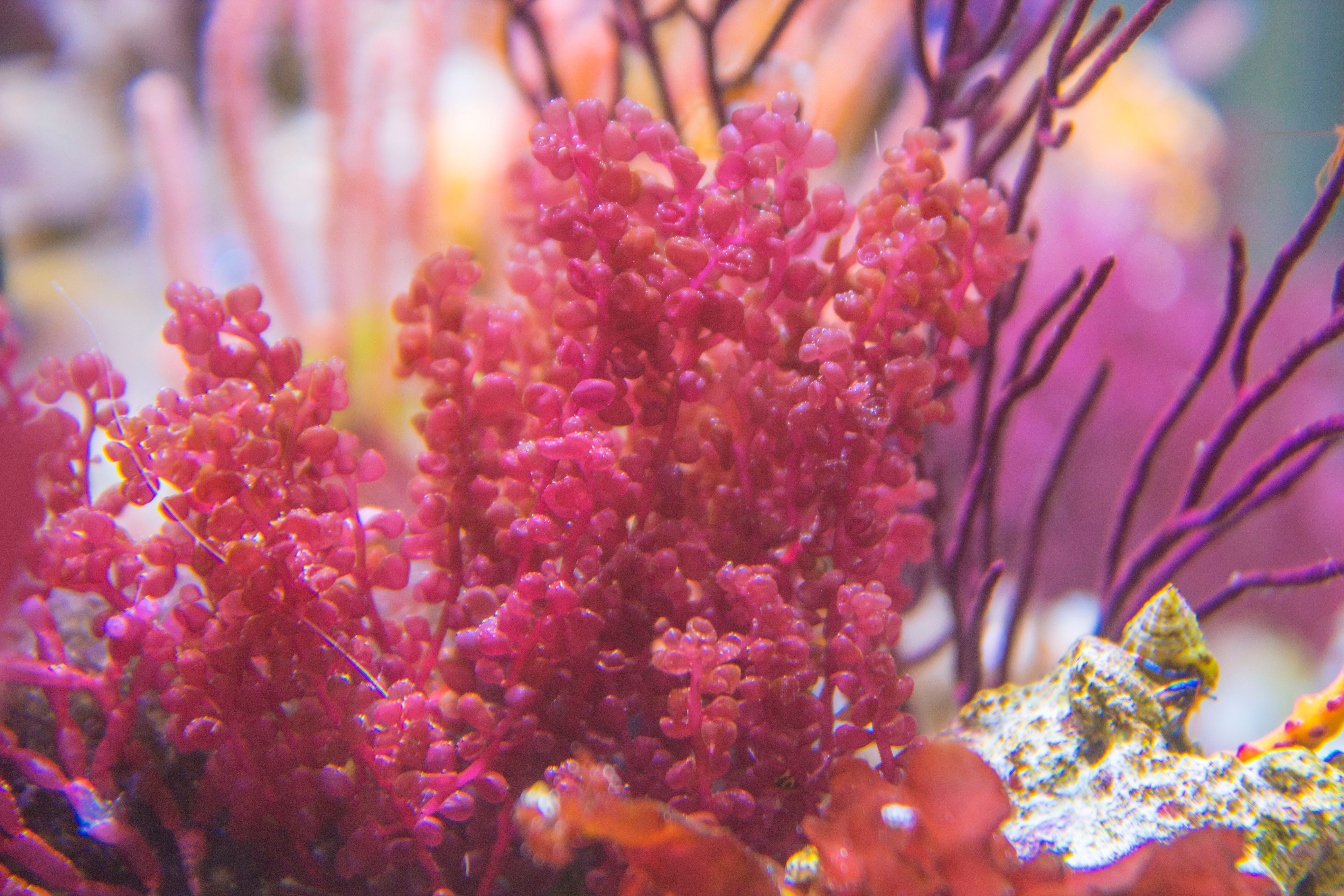 Profile of a Reef Aquarist (#4) | REEF2REEF Saltwater and Reef Aquarium ...