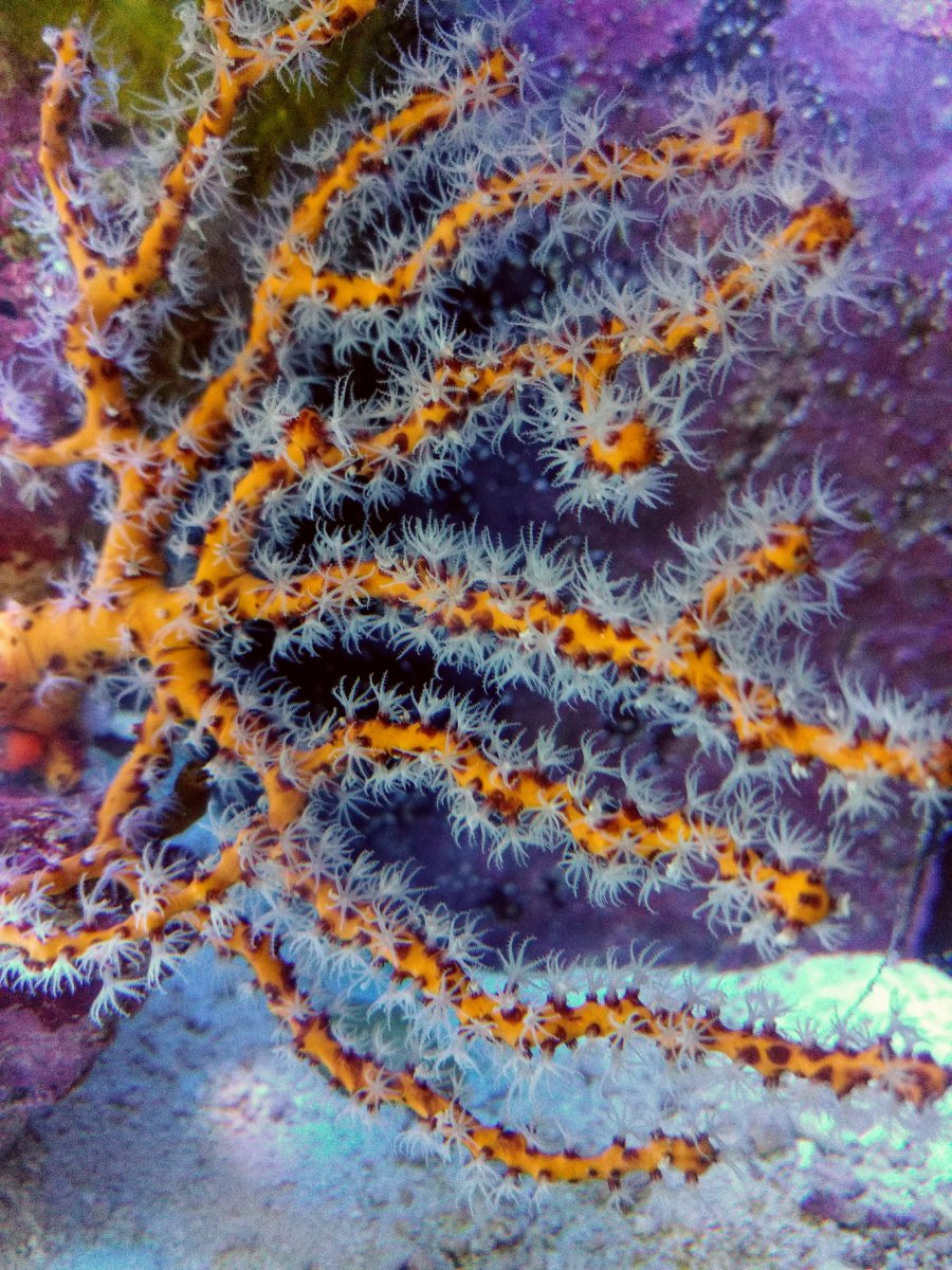 保証期間 REEF twopeace【9】ブルー inspektorat.madiunkota.go.id