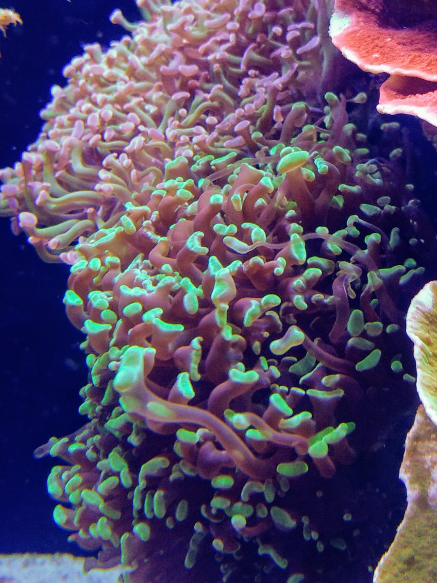 REEF twopeace【9】ブルー | grocerybazaar.store