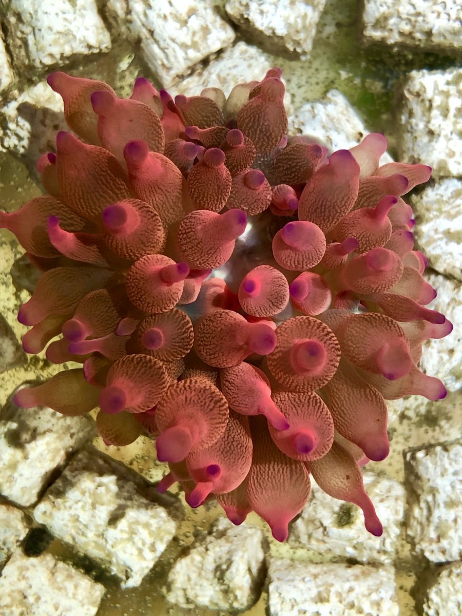 Beginner Topic - Terrific Tentacles: A Beginner's Look at Anemones for ...