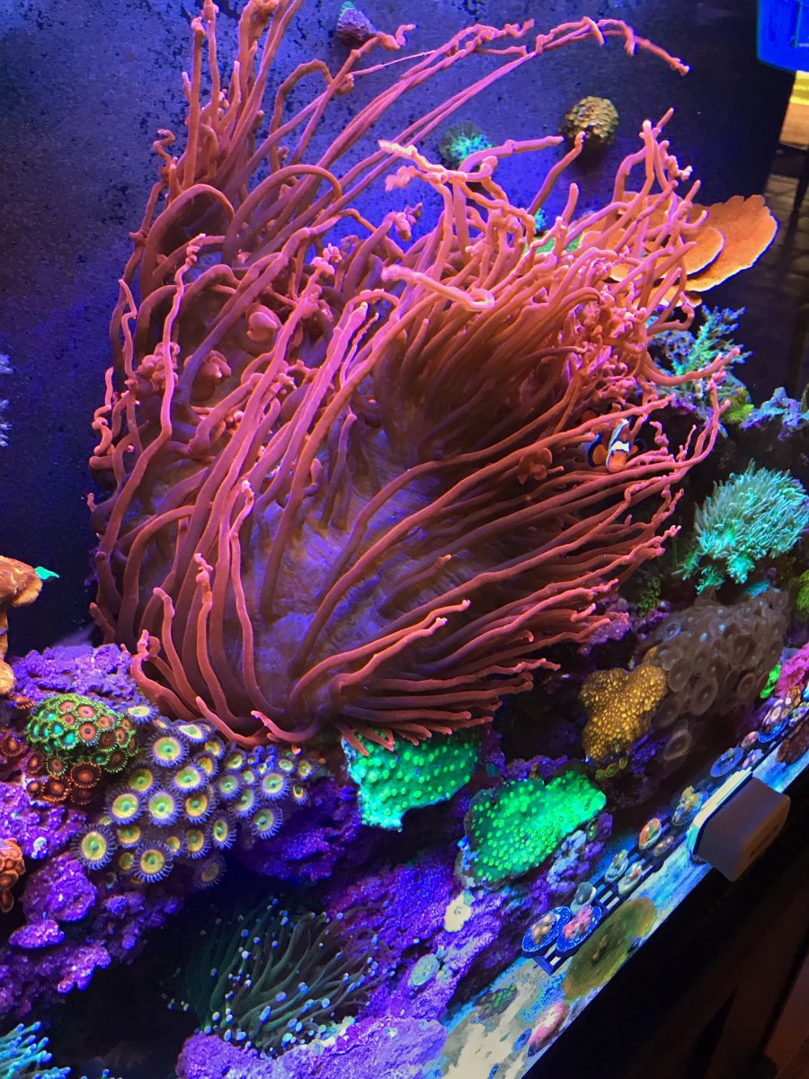 Reef tank store near me cheap
