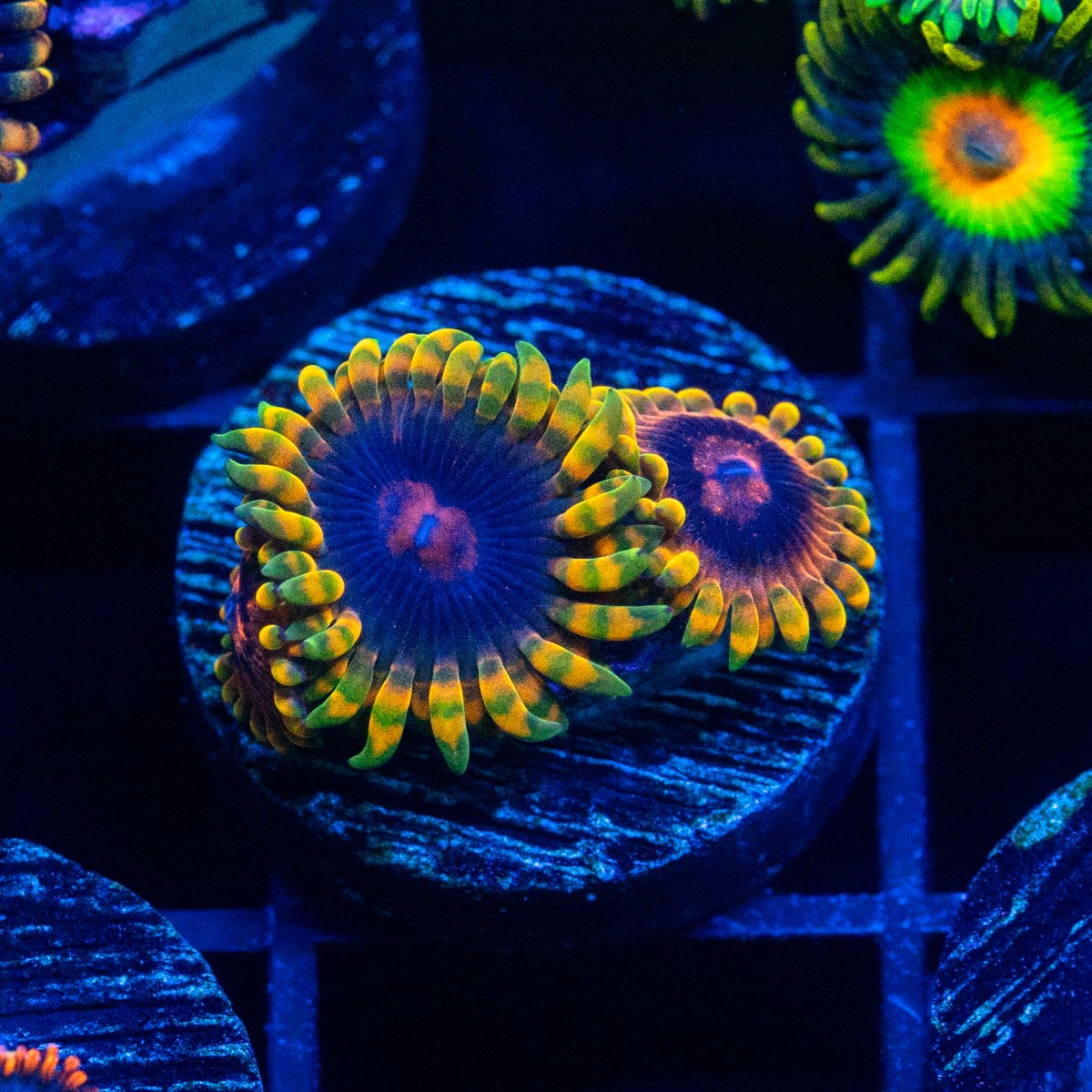Living Reef Orlando's Official Eye Candy Thread!! HOT HOT HOT CORALS ...