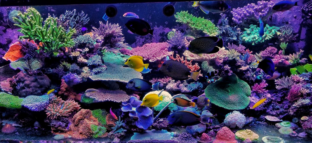 Freshwater store reef tank