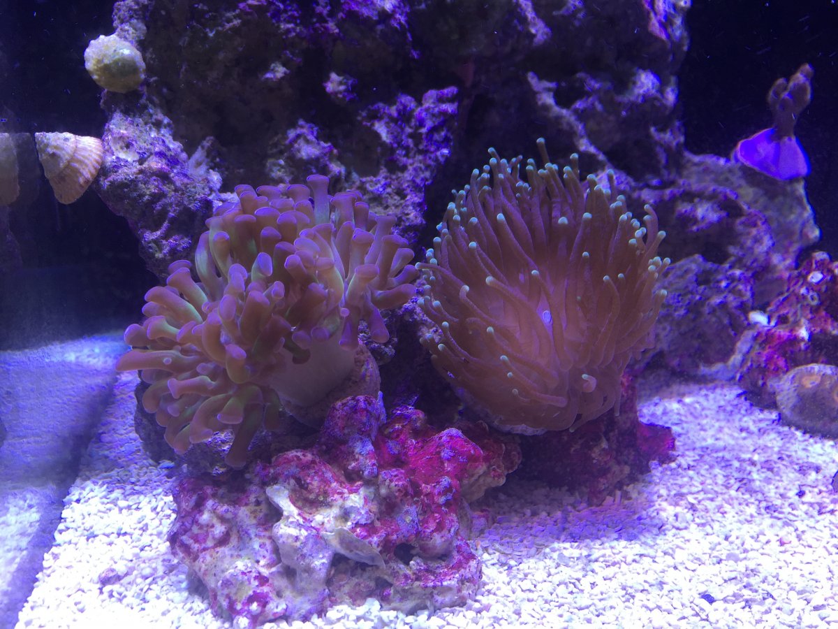 Life on the Reef: True Stories From Reef Aquarists That Will Make You ...
