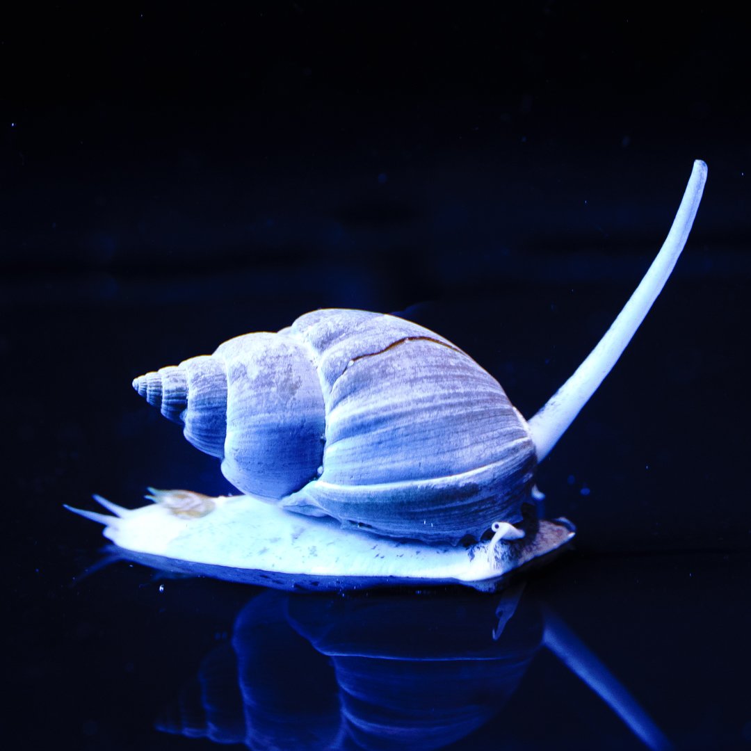 Aquarium salt online and snails