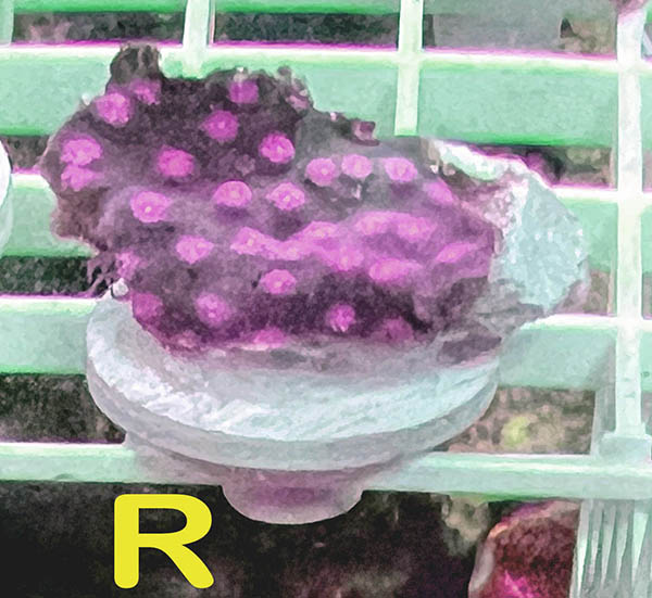 R_Frag.jpg