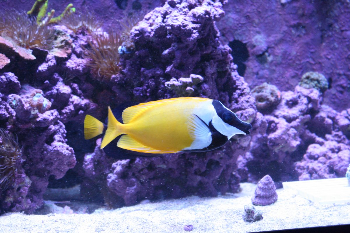 New York - Purple Tang, Foxface Rabbit, Melanurus, Clowns - Getting out ...
