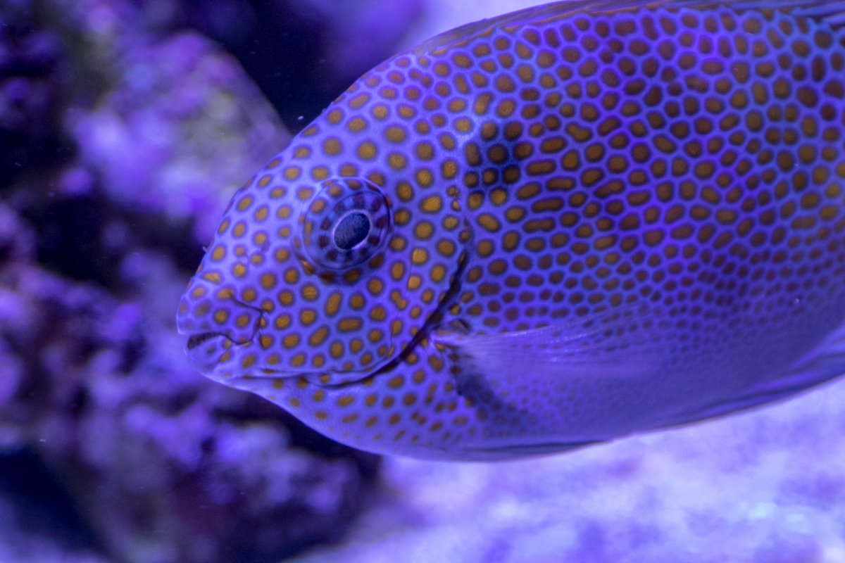 Rabbitfish 2.jpg