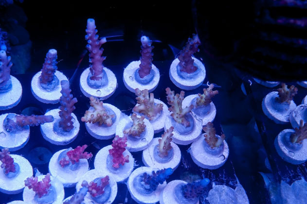 rack-1.jpg