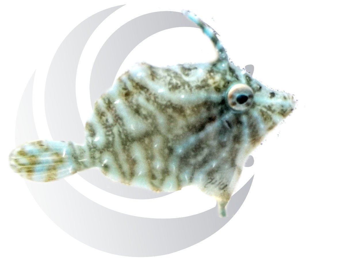 Captive-bred tank-raised fish EXCLUSIVELY | Reef2Reef