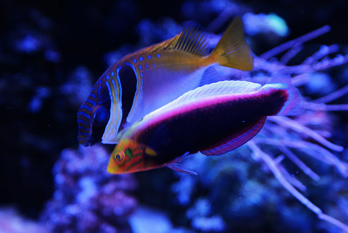 Radiant Wrasse (2).jpeg