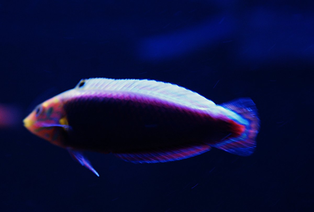 Radiant Wrasse (2).jpeg
