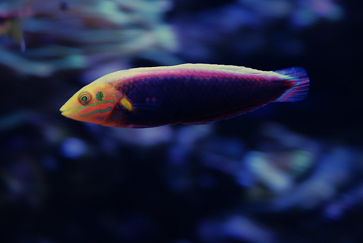 Radiant Wrasse.jpeg