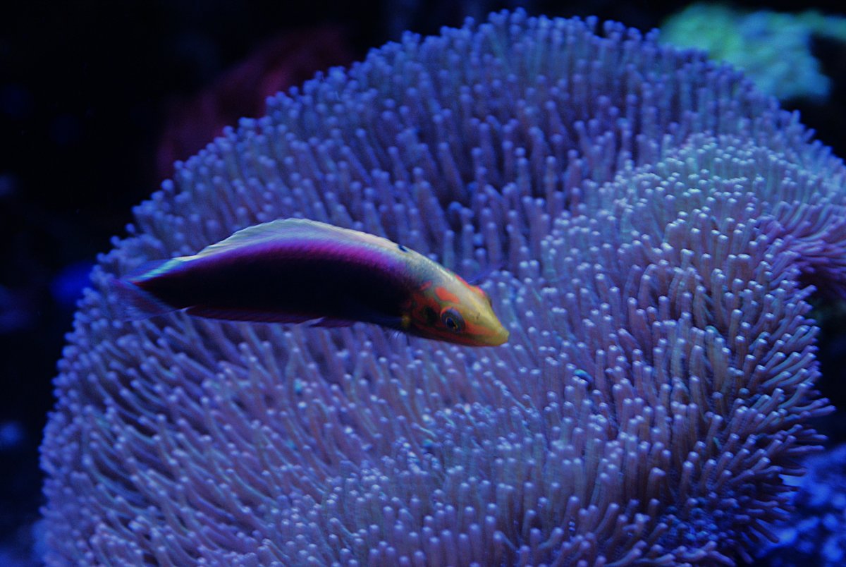 Radiant Wrasse.jpeg