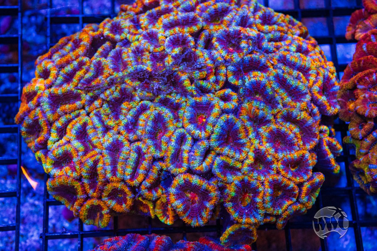Rainbow acan colony 1.jpg