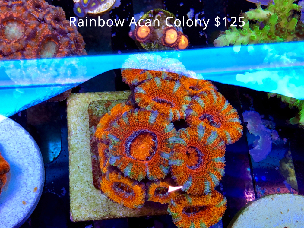 rainbow acan colony.jpg