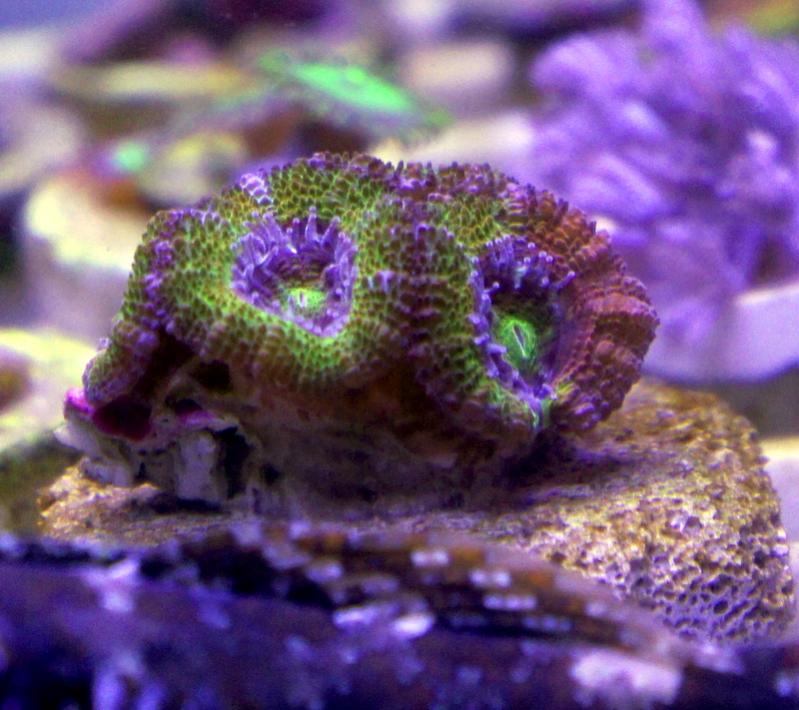 Rainbow Acan.jpg