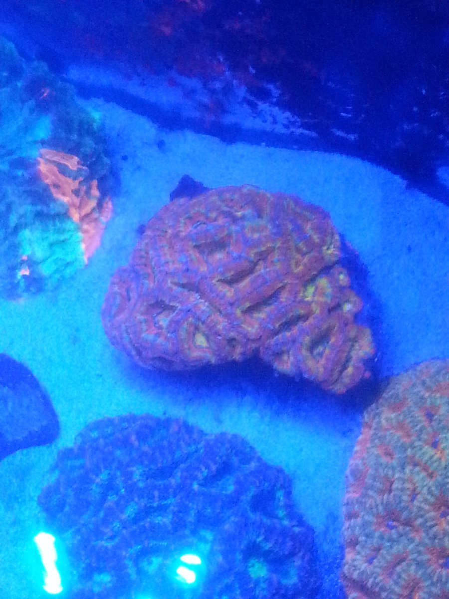 rainbow acan.jpg