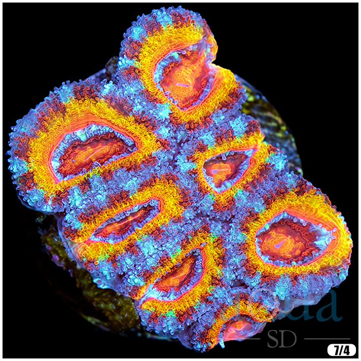 Rainbow Acan Lord - $55.png