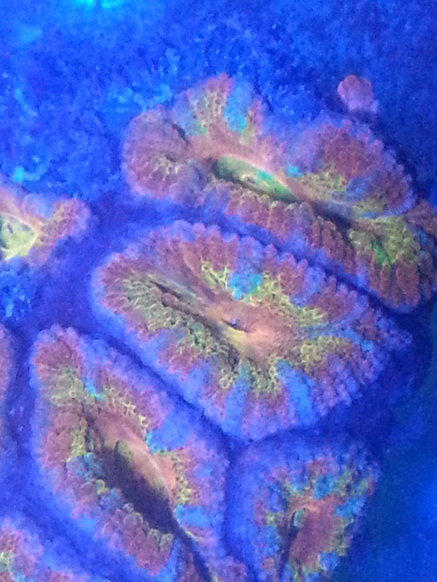 rainbow acan new.jpg
