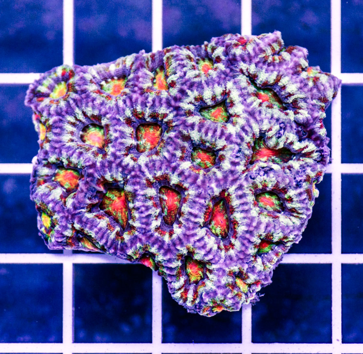 Rainbow Acan.png