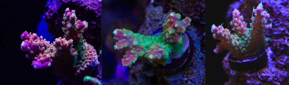 Rainbow Acro.png