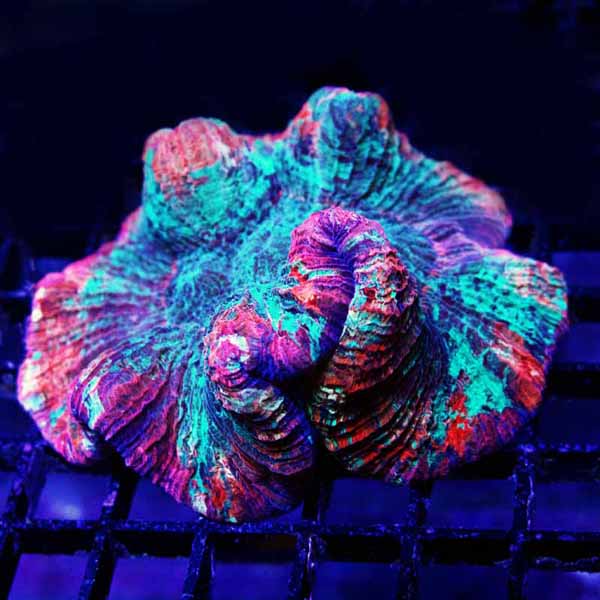 rainbow brain coral 10 199-128.jpg