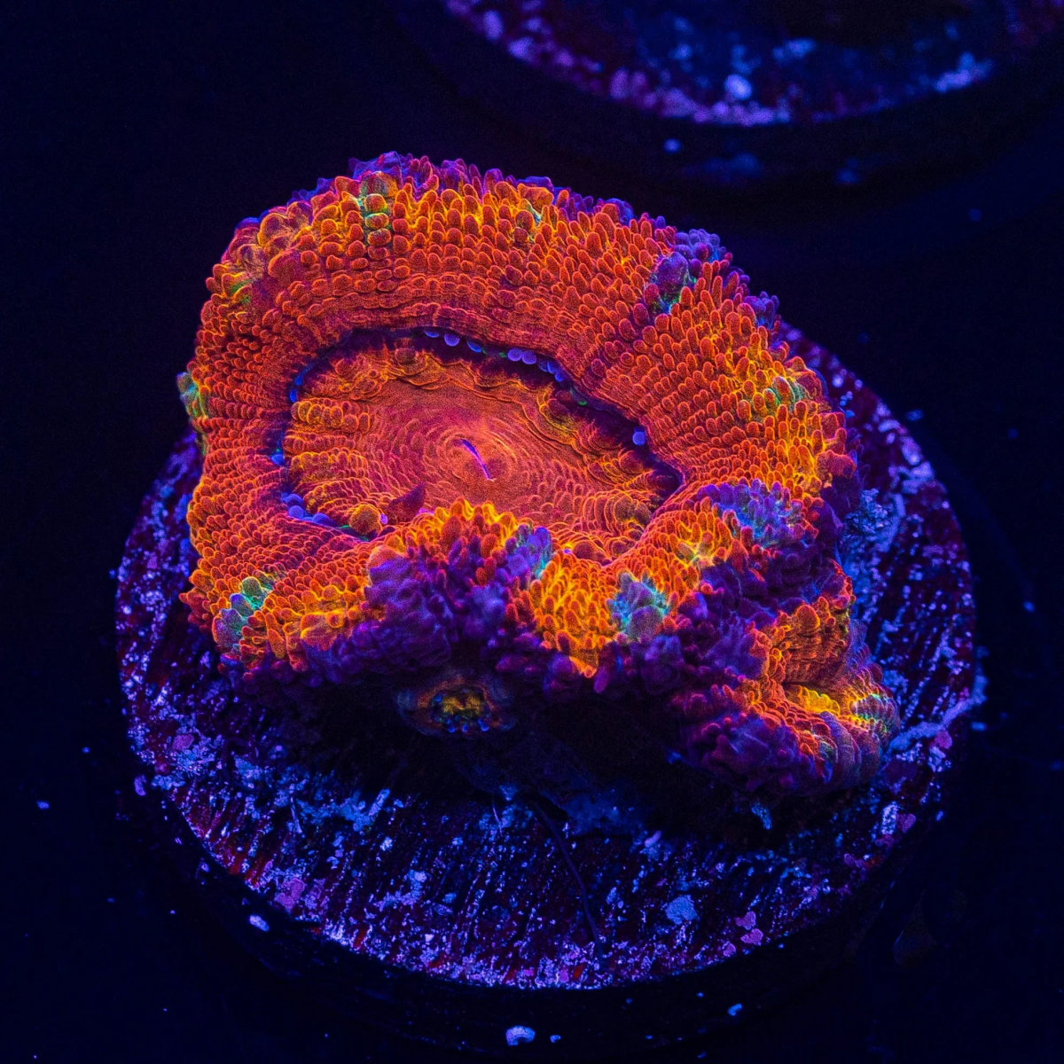 Rainbow Bright Acan.png