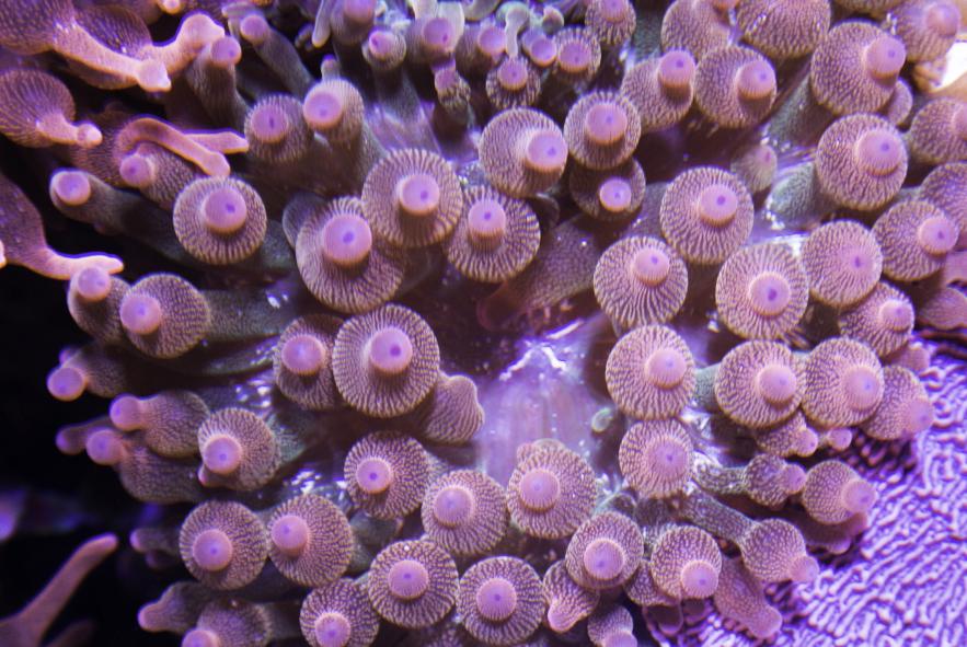 rainbow bubble tip.jpg