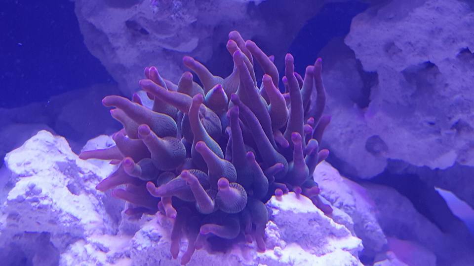 Rainbow bubble tip.jpg