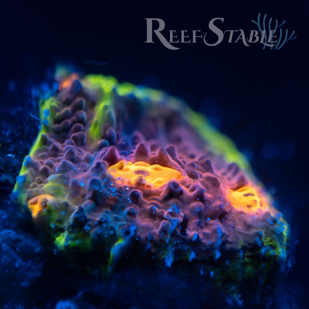 Curated visual reference: Visual Reference: Live Goods Reef Stable Coral Spotlight Feb 18