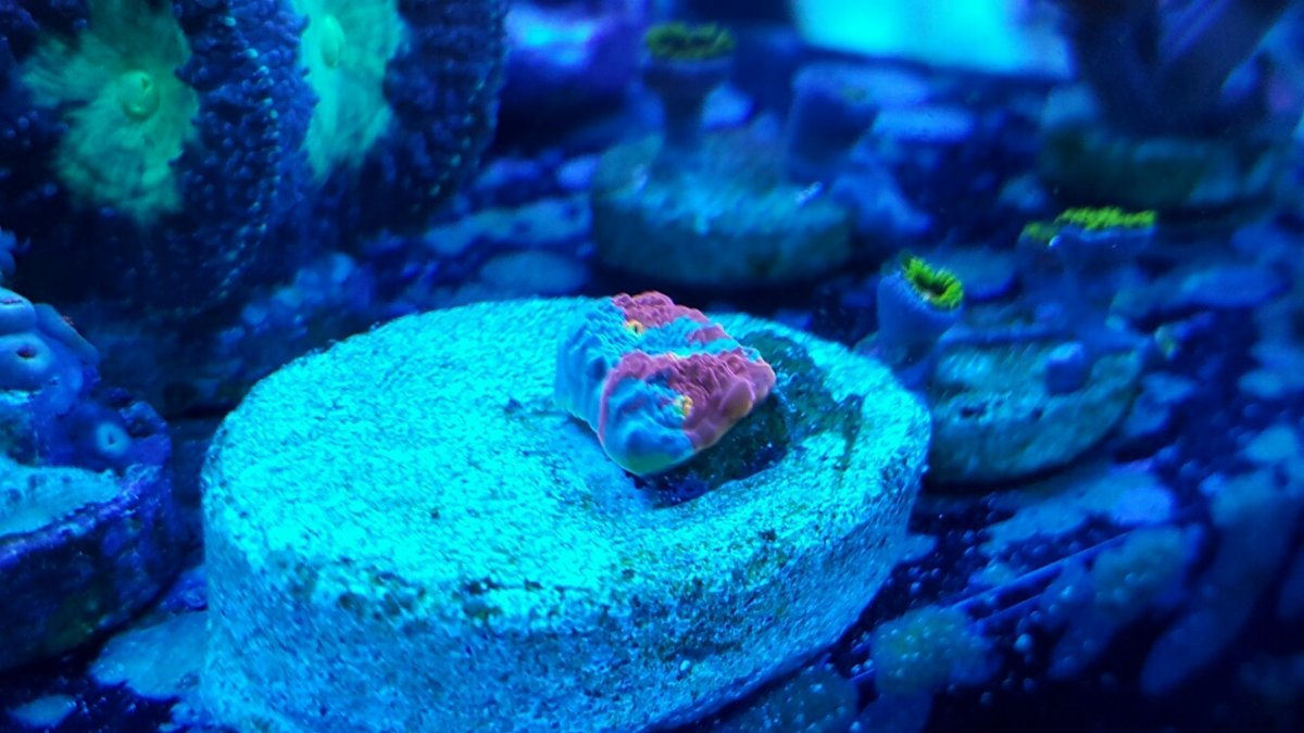 rainbow chalice (2).jpg