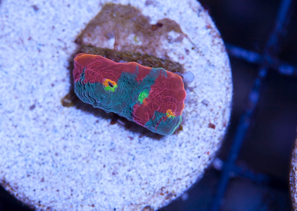 rainbow chalice.jpg