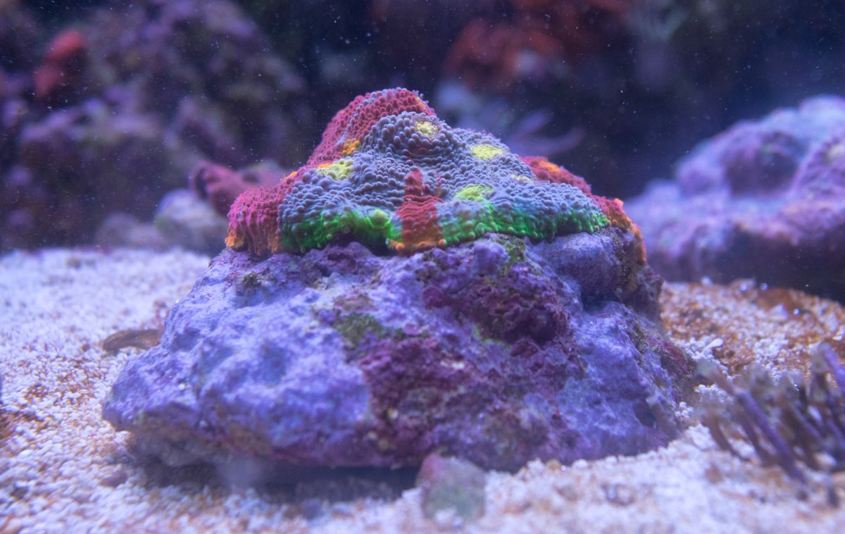 Rainbow Chalice - Side.jpg