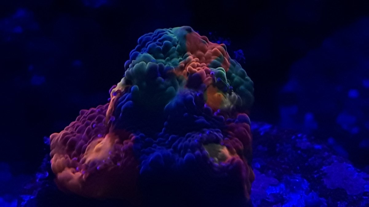 rainbow clear.jpg