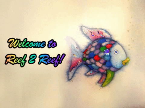 Rainbow Fish.gif