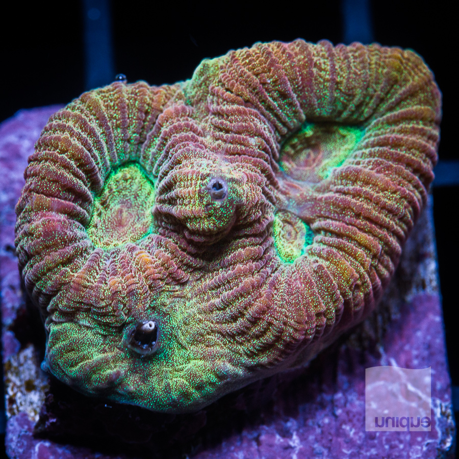 rainbow fluted coral 72 52.jpg