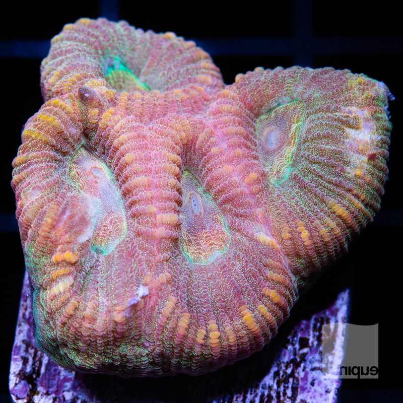 Rainbow Fluted Coral 72 52.jpg